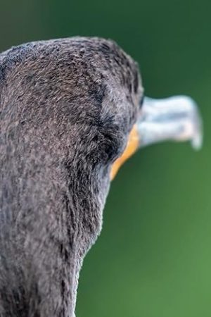 Double Crested Cormorant: Journal Notebook