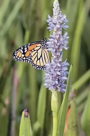 Butterfly: Journal Notebook for Nature Lovers and Outdoor Enthusiasts