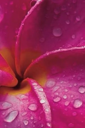 Pink Plumeria: Notebook, Journal for Floral or Nature Enthusiasts