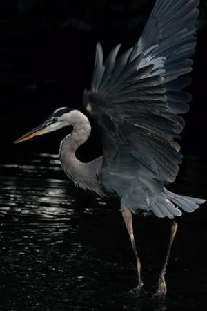 Great Blue Heron Journal: Notebook for Nature Lovers, Birders, and Outdoor Enthusiasts