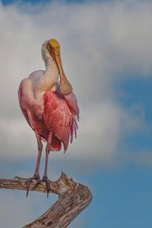 Roseate Spoonbill: Journal Notebook for Nature Lovers, Birdwatchers, and Outdoor Enthusiasts