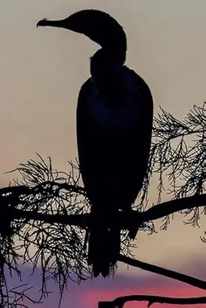Double Crested Cormorant Silouette: Notebook Journal