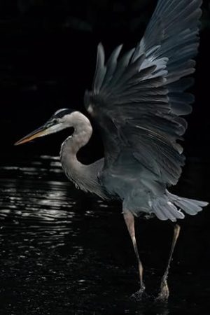 Great Blue Heron Journal: Notebook for Nature Lovers, Birders, and Outdoor Enthusiasts